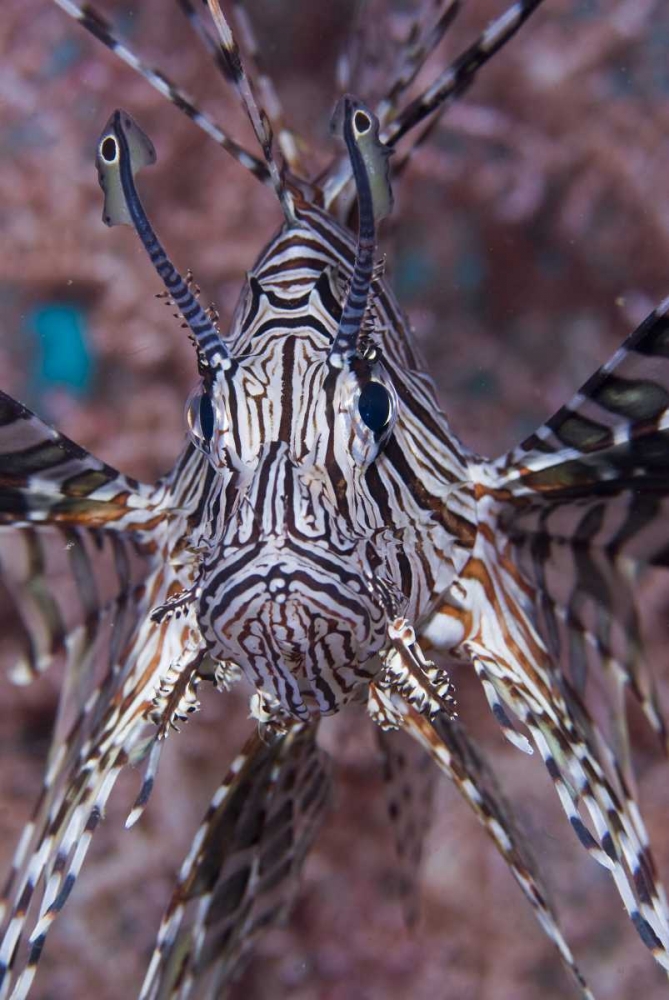 Poisonous Red lionfish, Raja Ampat, Indonesia